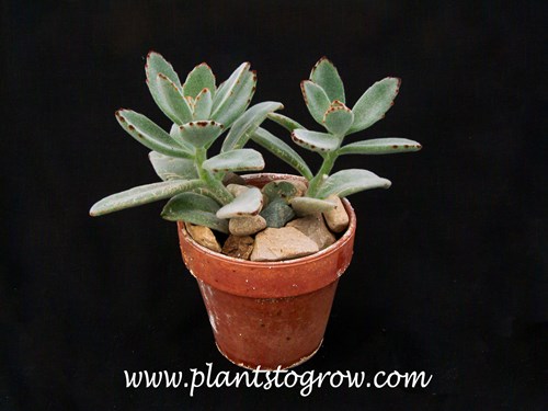 Panda Plant (Kalanchoe tomentosa)
This plant is in a 3.5 inch clay pot. It was growing in a bright window so the color was not as intense.